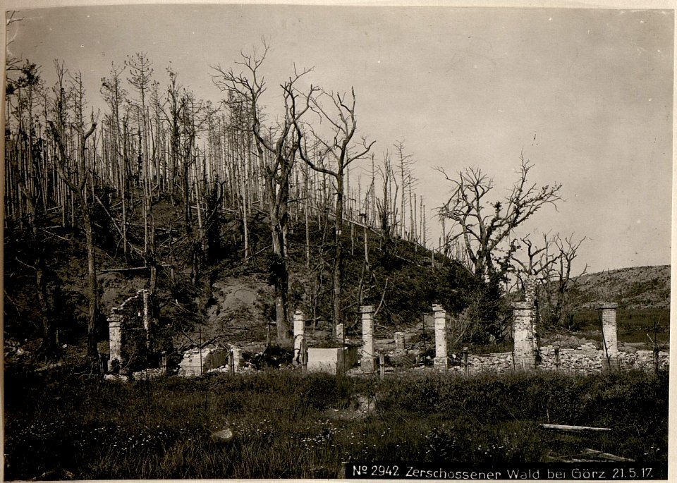 Zerschossener Wald bei Görz 21.5.17. (BildID 15618229)