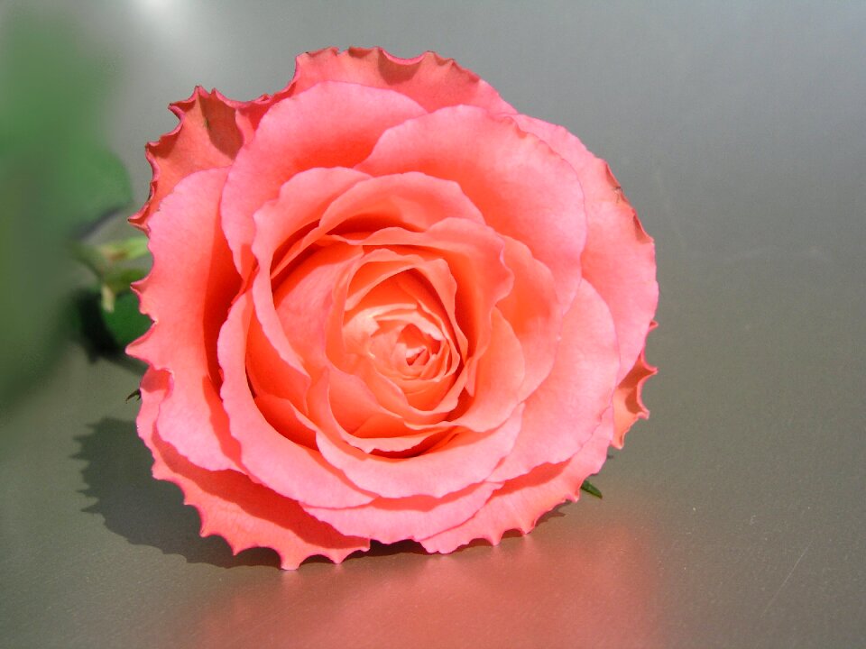 Blooming floral love