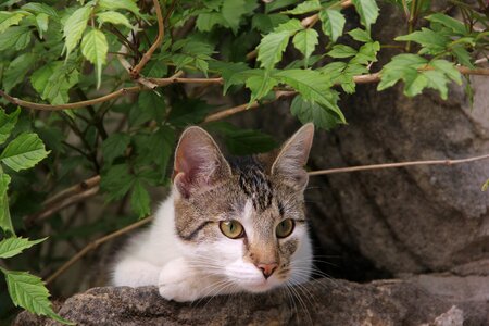 Domestic cat pet mieze
