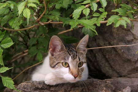 Domestic cat pet mieze photo