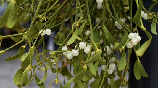 Christmas green evergreen