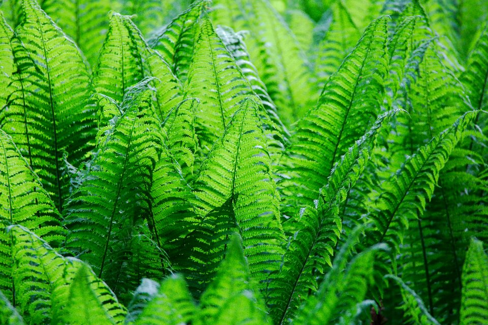 Fern growth summer