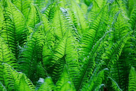 Fern growth summer