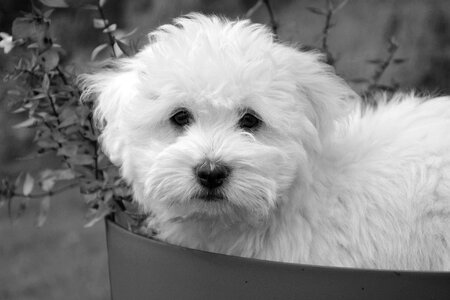 Cotton tulear animal soft photo