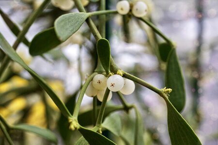 Christmas green evergreen