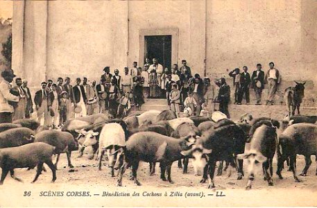 Zilia Bénédiction des cochons