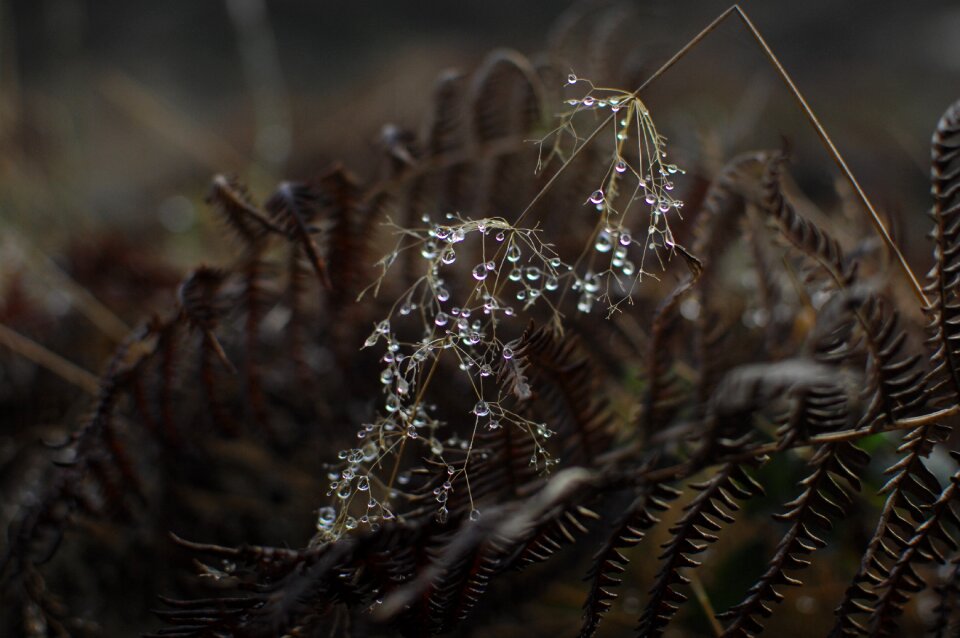 Plant outdoor grass