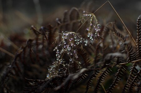 Plant outdoor grass