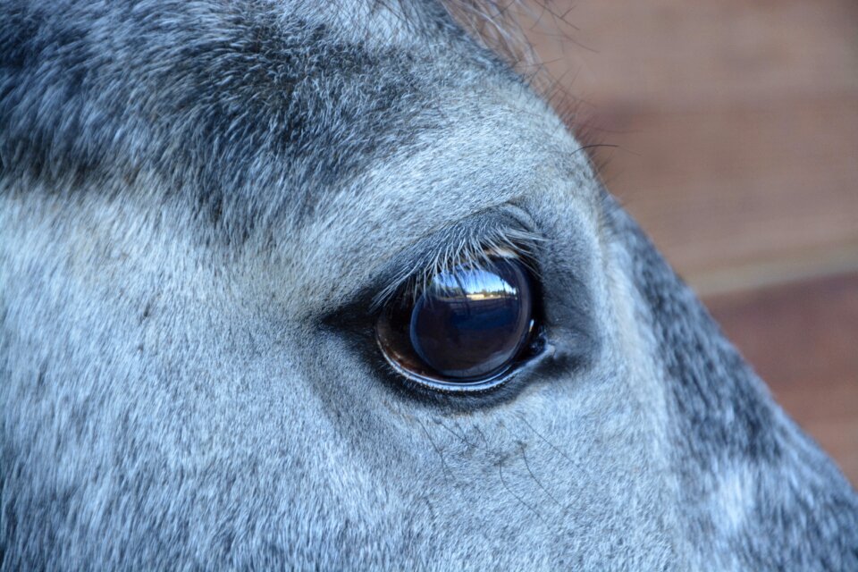 Equine herbivore domestic animal