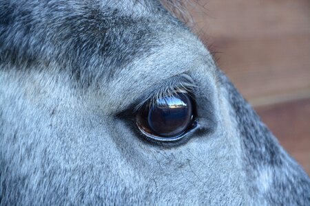 Equine herbivore domestic animal photo