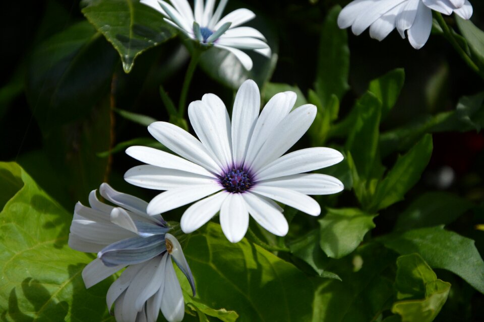 White flowers pollen green