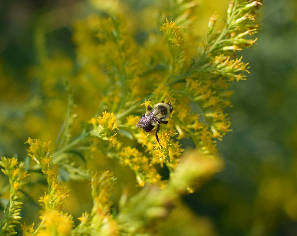 Pollinator animal goldenrod