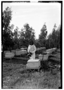 Zionist colonies on Sharon. Borochov. Girls' farm, bee culture LOC matpc.00203