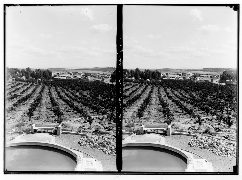 Zionist colonies on Sharon. Borochov. Showing orange culture. LOC matpc.02672