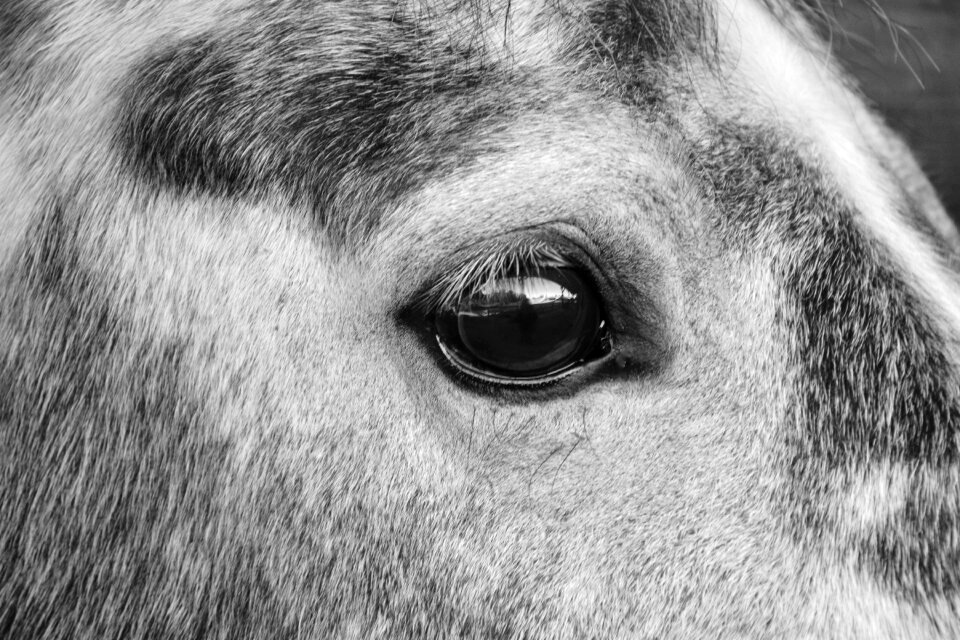 Next to horse equine herbivore