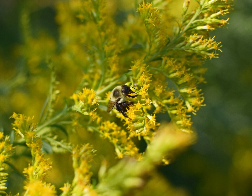 Pollinator animal goldenrod