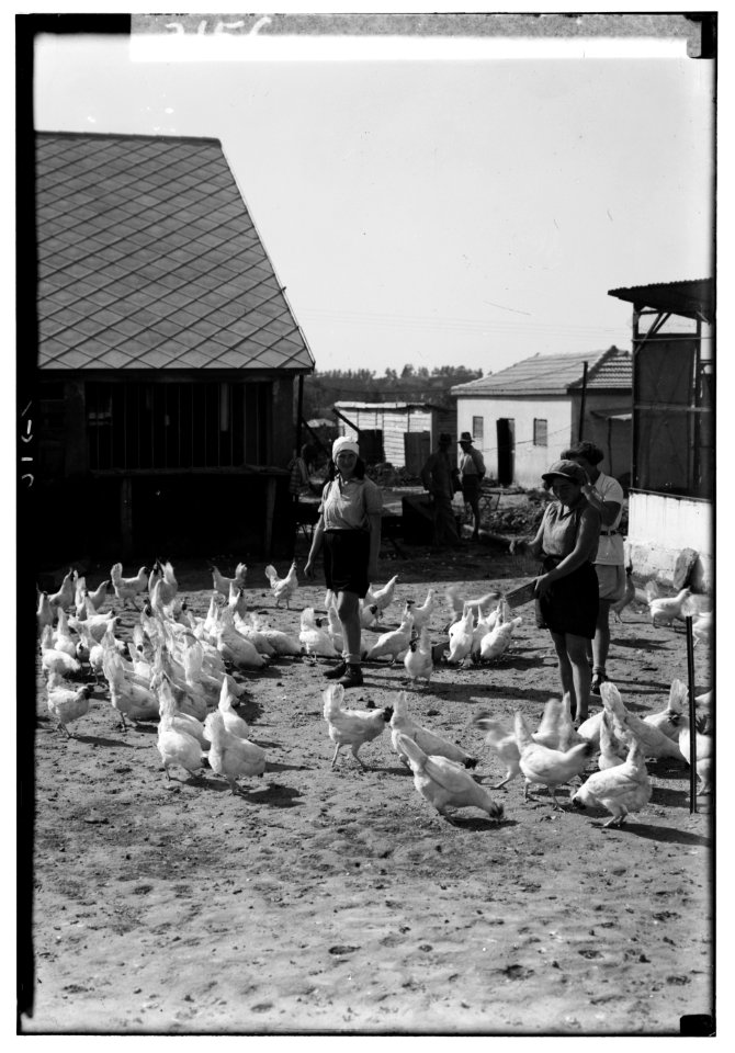 Zionist colonies on Sharon. Borochov. Girls' farm, feeding poultry LOC matpc.00202