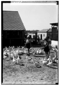 Zionist colonies on Sharon. Borochov. Girls' farm, feeding poultry LOC matpc.00202