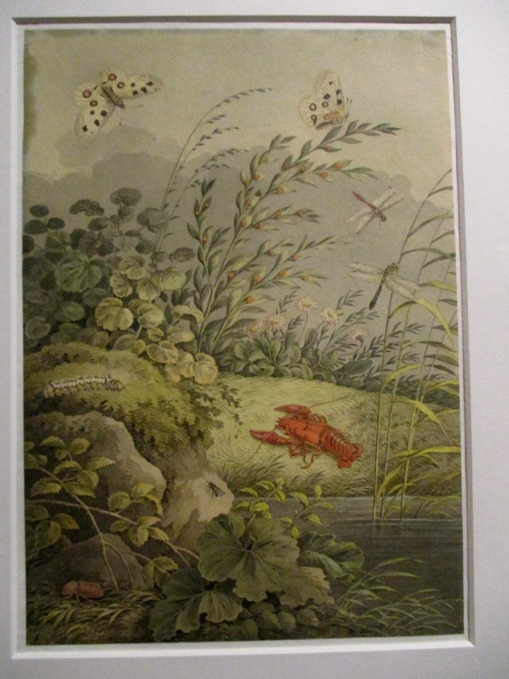 Zingg Berge avec écrevisse