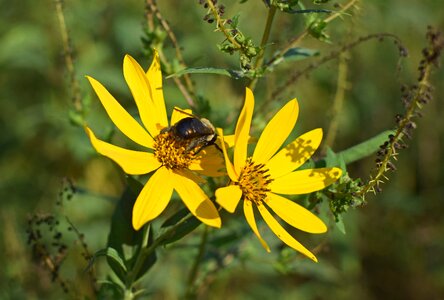 Pollinator animal sunflower photo