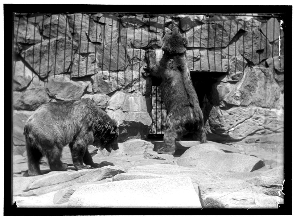 ZOO, WASHINGTON, D.C.- BEARS LCCN2016867188