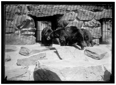ZOO, WASHINGTON, D.C.- BLACK BEAR LCCN2016867185