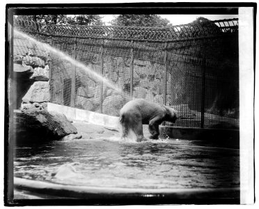 Zoo, Polar Bear LOC npcc.04692