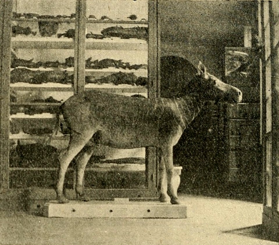 Zoologist4th series, vol 5 072