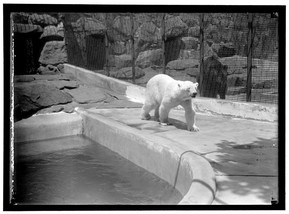 ZOO, WASHINGTON, D.C.- BEARS LCCN2016867189