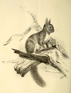Zoologist4th series, vol 5 266