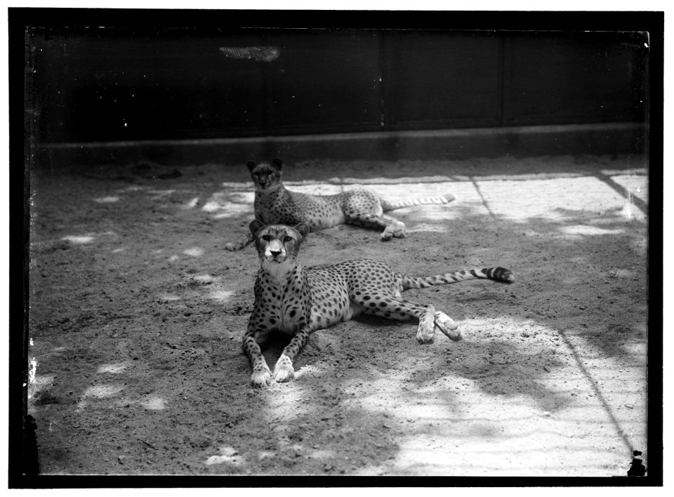 ZOO, WASHINGTON, D.C.- CHEETA LCCN2016867192