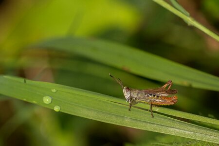 Meadow insect close up photo