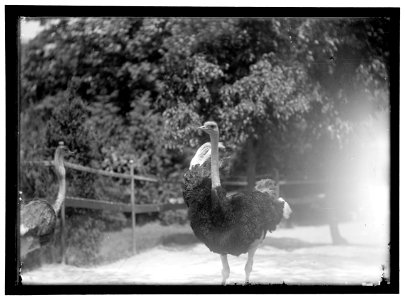 ZOO, WASHINGTON, D.C.- OSTRICHES LCCN2016867187