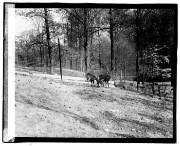 Zoo- hog, deer LCCN2016827858