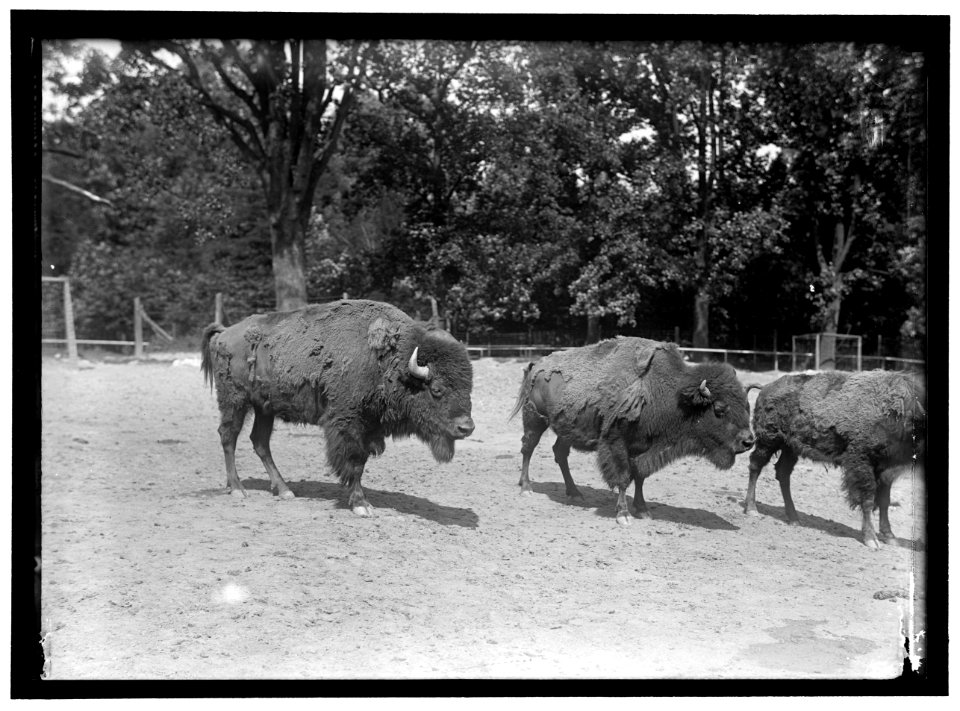 ZOO, WASHINGTON, D.C.- BISON LCCN2016867097