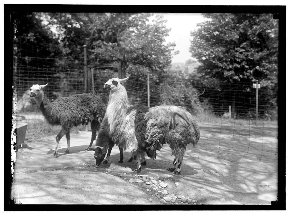 ZOO, WASHINGTON, D.C.- LLAMA LCCN2016867194