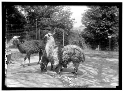 ZOO, WASHINGTON, D.C.- LLAMA LCCN2016867194