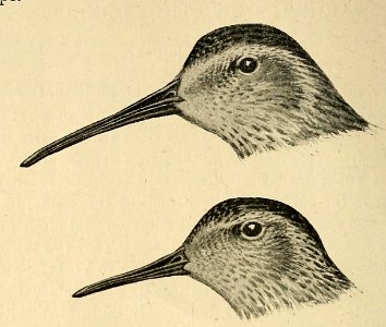 Zoologist4th series, vol 5 116