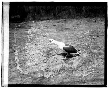 Zoo- Billy Sea Gull LCCN2016827857
