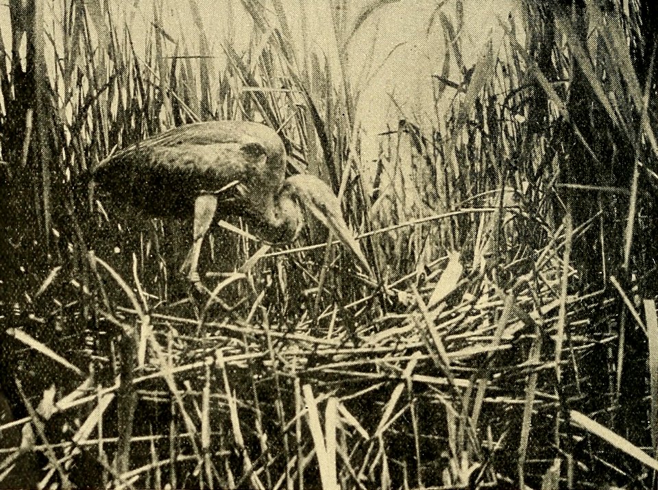 Zoologist4th series, vol 5 320