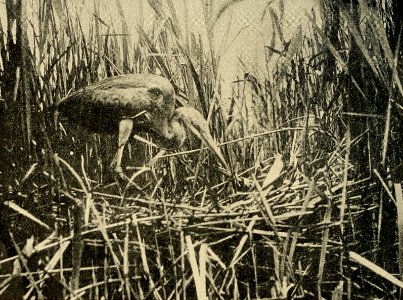 Zoologist4th series, vol 5 320