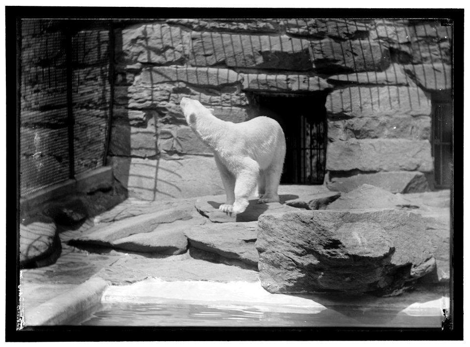 ZOO, WASHINGTON, D.C.- BEARS LCCN2016867190
