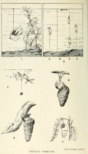 Zoologist2475 0320