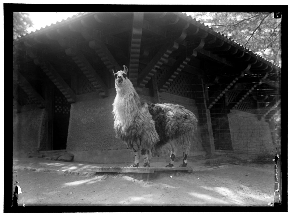 ZOO, WASHINGTON, D.C.- LLAMA LCCN2016867191