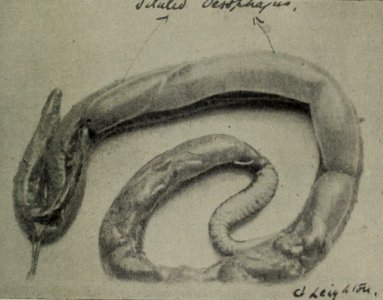 Zoologist2475 0431