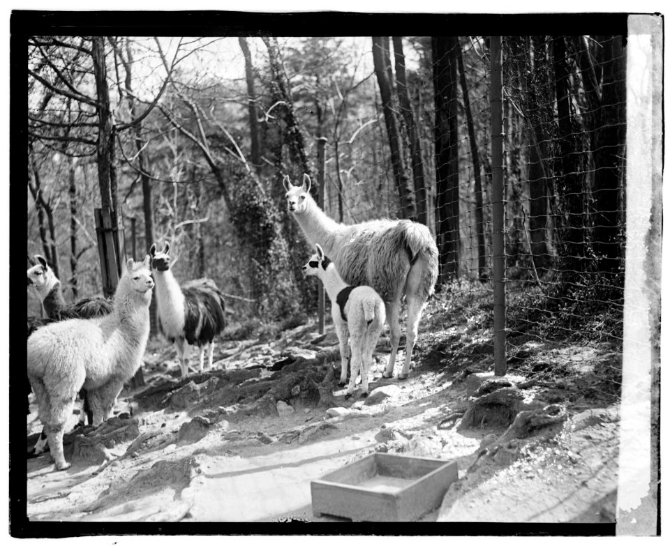 Zoo- llama LCCN2016827855