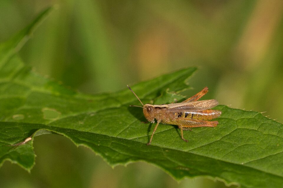 Meadow insect close up