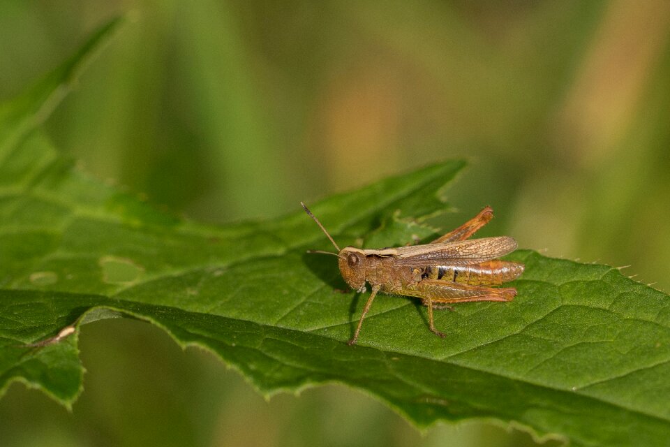 Meadow insect close up photo