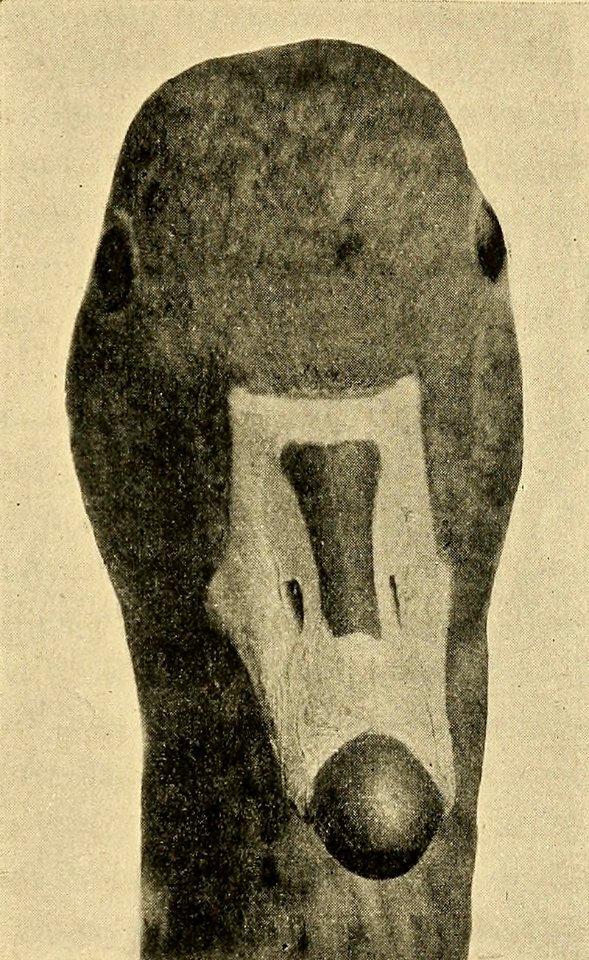Zoologistmont46190260lond 521