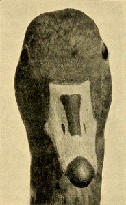 Zoologistmont46190260lond 521